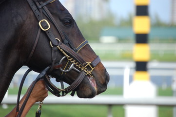 racehorse profile
