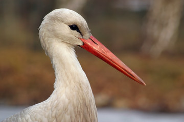 white stork