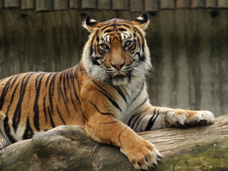 sumatran tiger