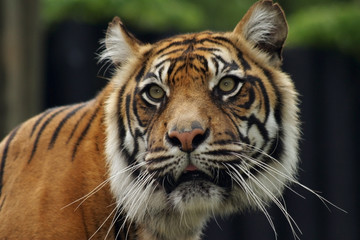 sumatran tiger