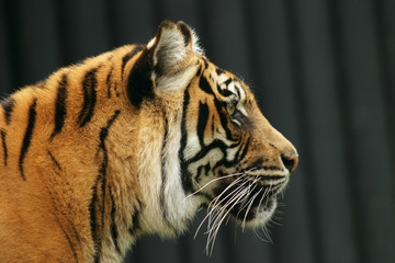 sumatran tiger