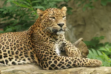 Deurstickers ceylon leopard © Petr Mašek