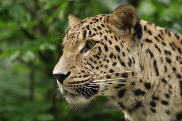 Fototapeta na wymiar ceylon leopard