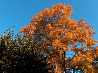 green and orange autumn trees