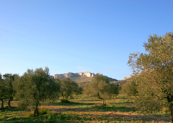 Fototapeta na wymiar oliveraie