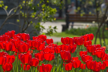 spring tulips impregnated by the sun