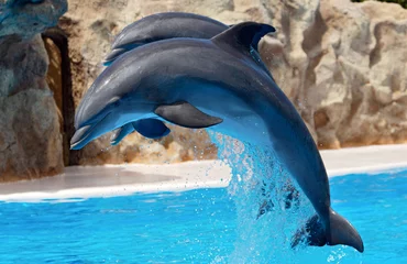 Tuinposter dolfijnen © Gelpi