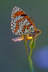 papillon endormi