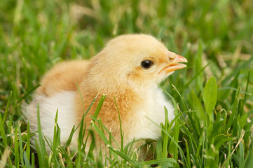 adorable chick