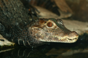  crocodile