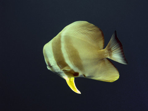 bat fish