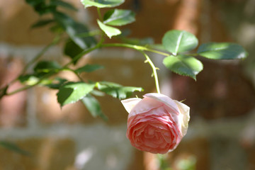 rose - fleur