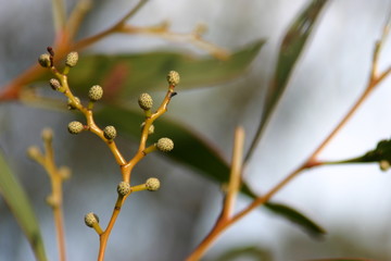 wattle seeds