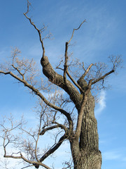 tree
