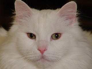 white cat