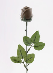 chocolate rose
