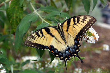 swallowtail butterfly