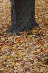 fallen leaves