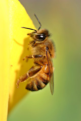 honey bee on yellow tulip