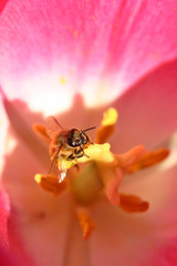 bee in pink tulip
