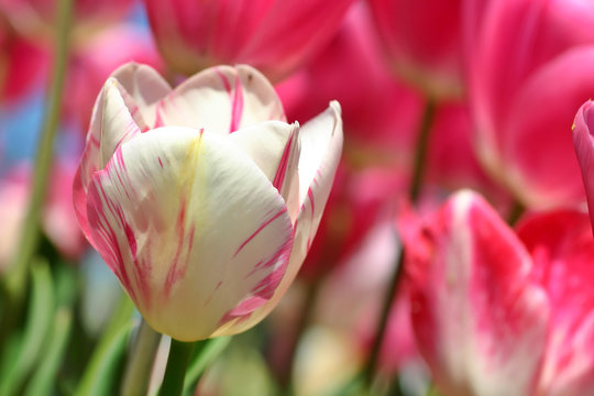 white tulip