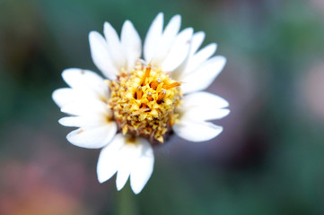 Fototapeta premium road floret