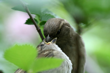 feeding of a nestling.