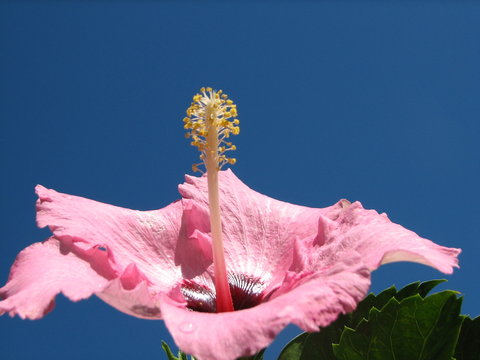 hibiscus rose
