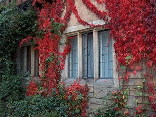 Fototapeta na wymiar a window covered with autumn red ivy