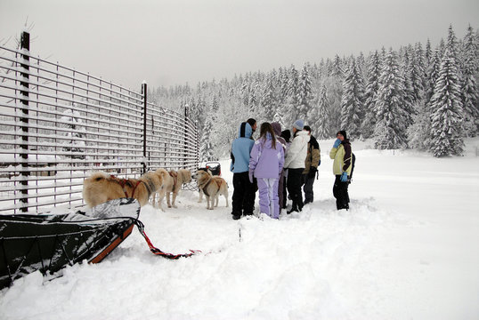 chenil sous la neige