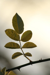 foglie di rovo in controluce