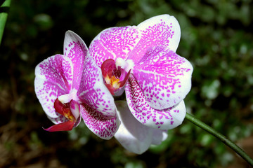 due orchidee viola e bianche in fiore