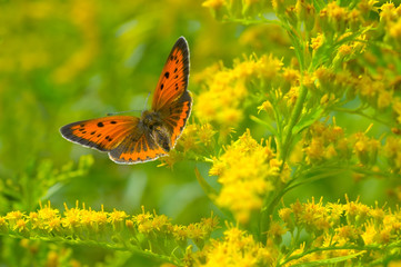 butterfly and floral background