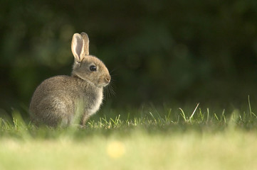 wild rabbit