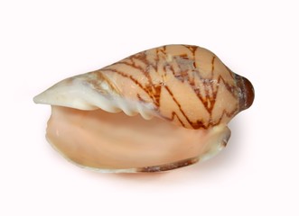 seashell