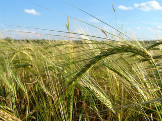 barley field 5