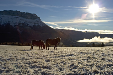 chevaux dans la neige