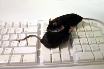 souris noires et clavier blanc