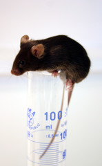 souris noire et éprouvette