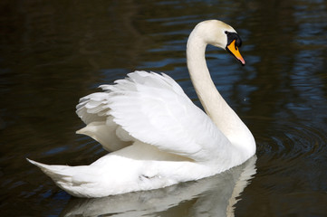 swan in freedom
