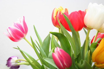 colorful tulips