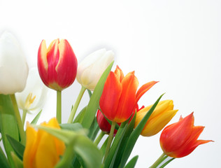 colorful tulips