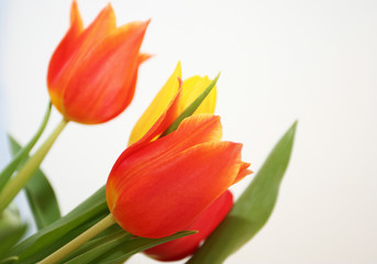 Fototapeta premium happy tulips