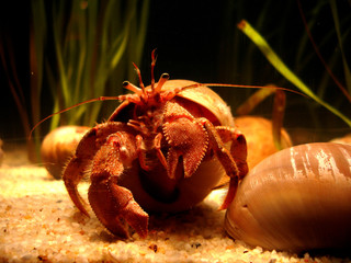 hermit crab © jesuis terun_vision