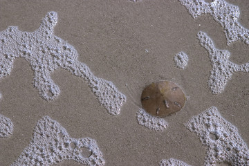 sand dollar