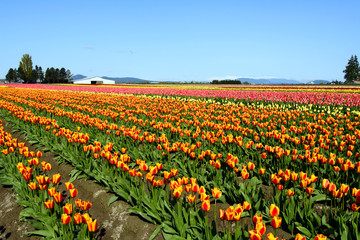 Fototapeta na wymiar colorful tulips