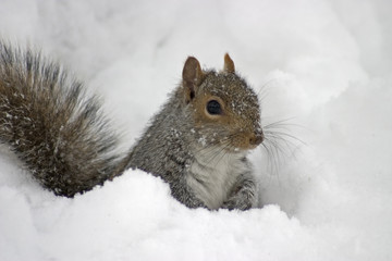 squirrel in the snow