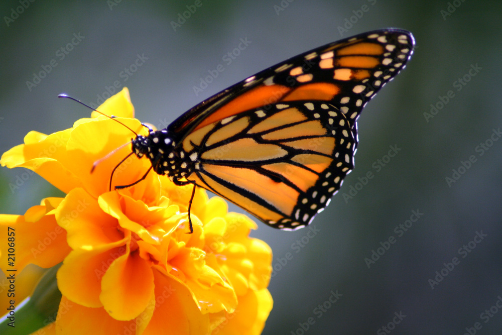 Wall mural monarch butterfly