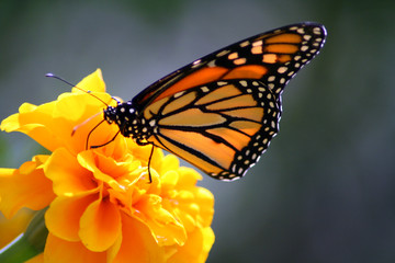 canvas print motiv - Ron Smith : monarch butterfly