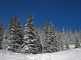 snow covered trees